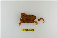 藏品(達氏短槳蟹)的圖片